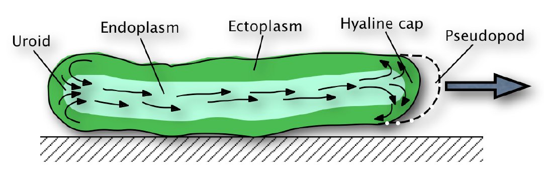 Whole Skin Locomotion Amoeba Robot