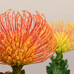 Lytro Camera Focus Adjust