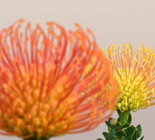 Lytro Camera Focus Adjust