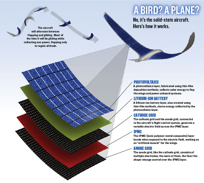 Electroactive Polymer (EAP) Ornithopter