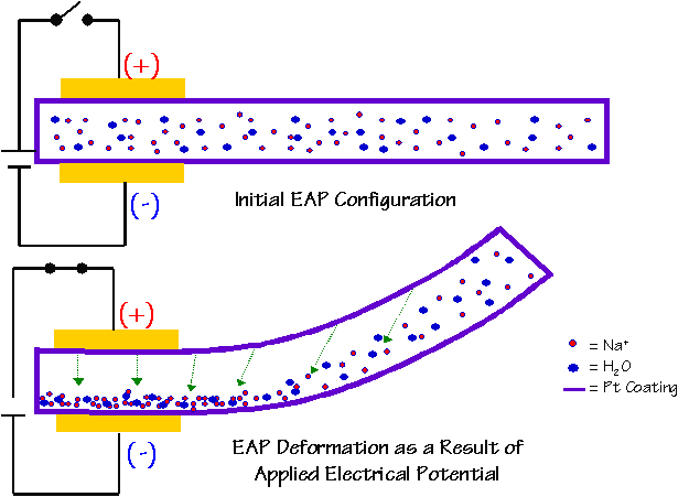 Electroactive Polymer Concept