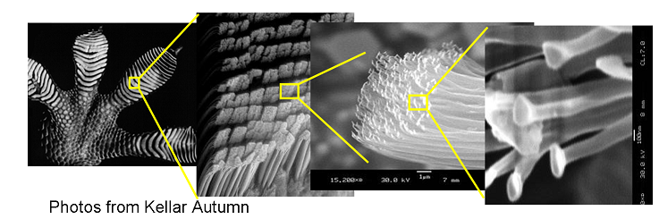 Geckos' microscopic setae