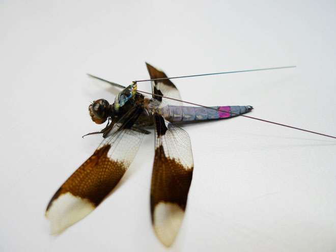 cyborg dragonfly