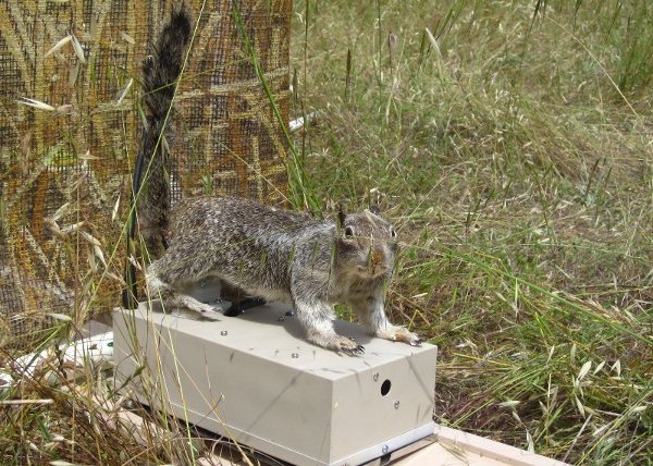 RoboSquirrel used for predator-prey interaction studies with rattlesnakes