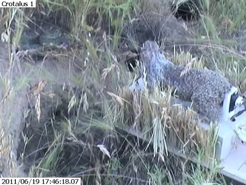 RoboSquirrel Induces a Snake Bite