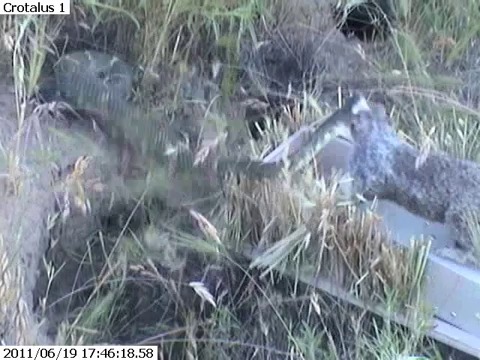 RoboSquirrel Induces a Snake Bite