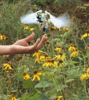 Robot Dragonfly by TechJect