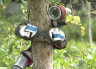 Snake Robots Can Now Climb Trees