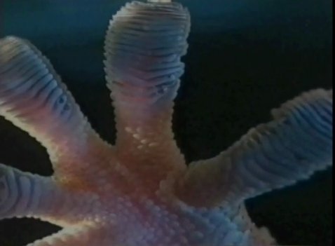 Gecko Feet