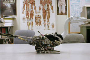 Troody the Robotic Dinosaur